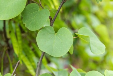 Cercis siliquastrum cépée 200-250