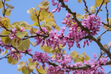 Cercis siliquastrum cépée 200-250