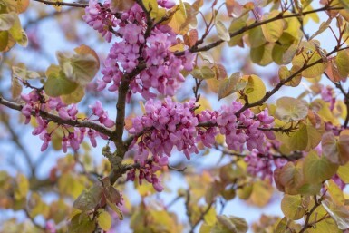 Cercis siliquastrum cépée 200-250