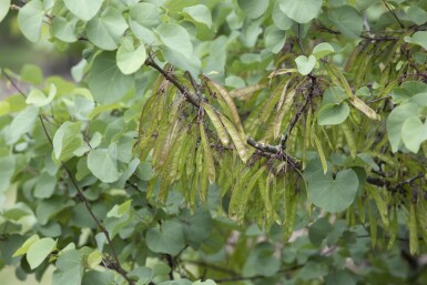 Cercis siliquastrum cépée 200-250