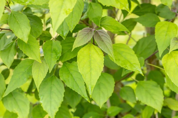 Clerodendrum trichotomum cépée