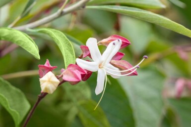 Clerodendrum trichotomum cépée