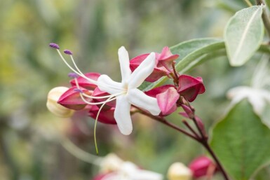 Clerodendrum trichotomum cépée