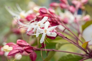Clerodendrum trichotomum cépée
