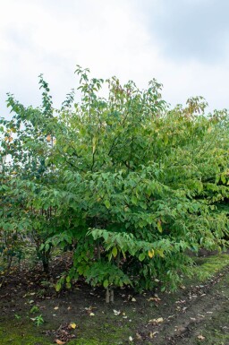 Cornus controversa cépée