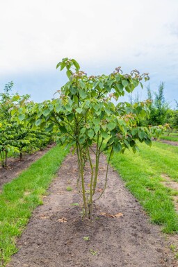 Cornus controversa cépée