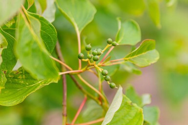 Cornus controversa cépée