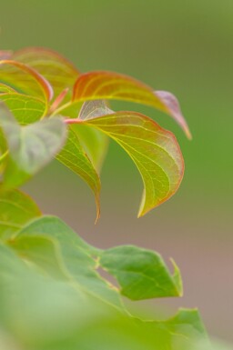 Cornus controversa cépée