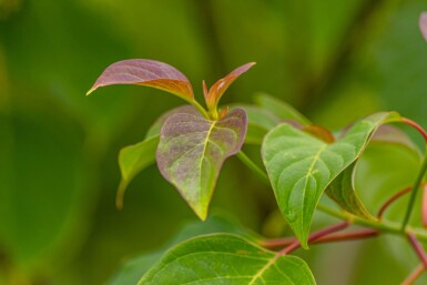 Cornus controversa cépée