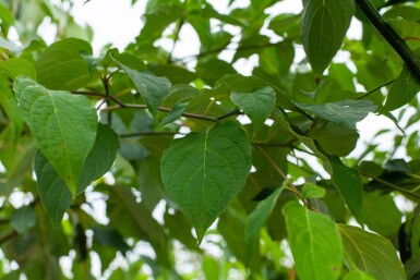 Cornus controversa cépée