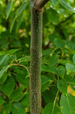 Cornus controversa cépée
