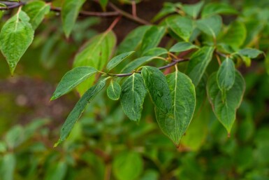 Cornus controversa cépée