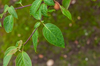 Cornus controversa cépée