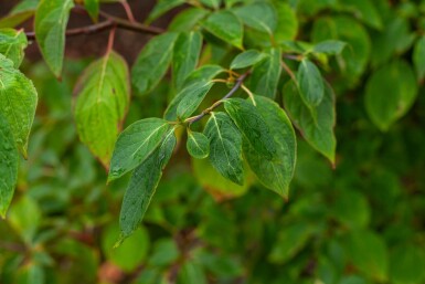Cornus controversa cépée
