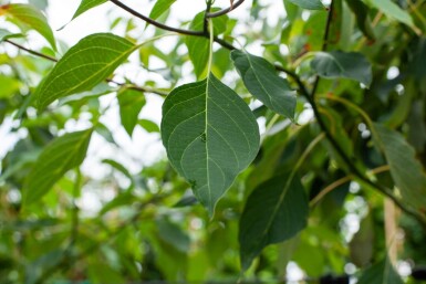 Cornus controversa cépée