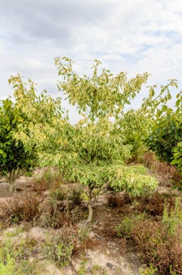 Cornus controversa 'Variegata' cépée