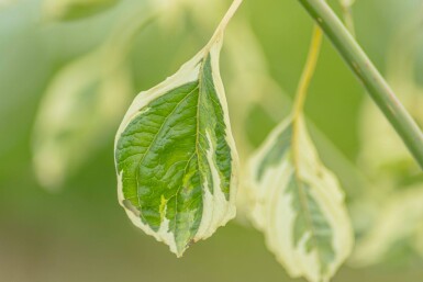 Cornus controversa 'Variegata' cépée