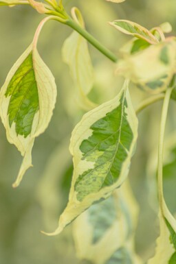 Cornus controversa 'Variegata' cépée