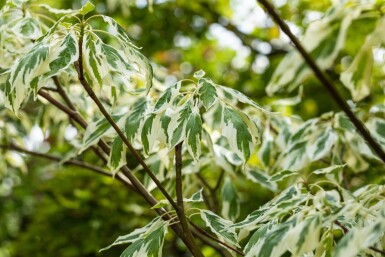 Cornus controversa 'Variegata' cépée