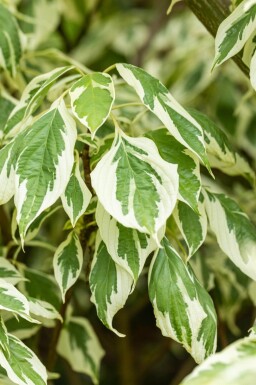 Cornus controversa 'Variegata' cépée