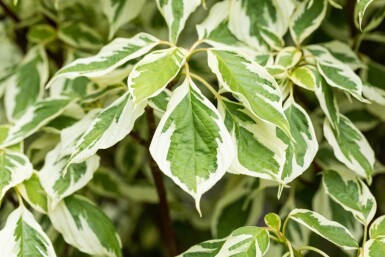 Cornus controversa 'Variegata' cépée