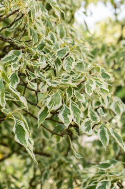 Cornus controversa 'Variegata' cépée