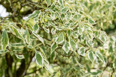 Cornus controversa 'Variegata' cépée