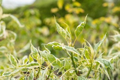 Cornus controversa 'Variegata' cépée