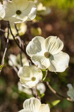 Cornus florida cépée 300-350