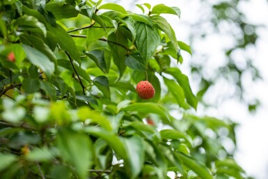Cornus kousa haute-tige