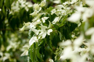 Cornus kousa haute-tige