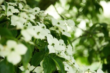 Cornus kousa haute-tige