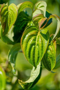 Cornus kousa haute-tige