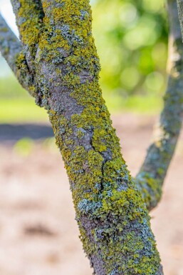 Cornus kousa haute-tige