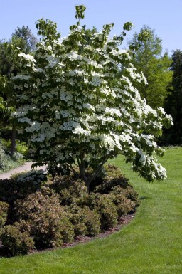Cornus kousa cépée 200-250