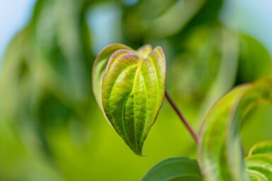 Cornus kousa cépée 200-250