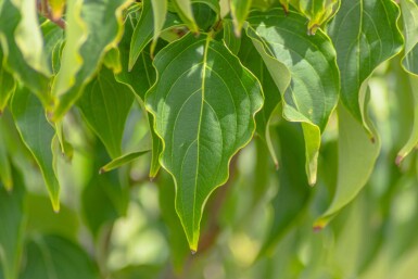 Cornus kousa 'Milky Way' cépée