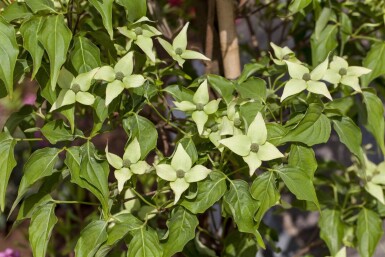 Cornus kousa 'Milky Way' cépée 200-250