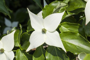 Cornus kousa 'Milky Way' cépée 200-250