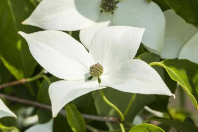 Cornus kousa 'Milky Way' cépée 200-250