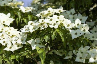 Cornus kousa 'Milky Way' cépée 200-250