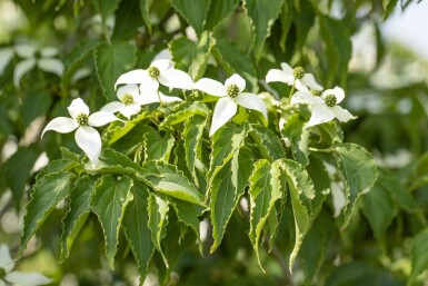 Cornus kousa 'Milky Way' cépée 200-250