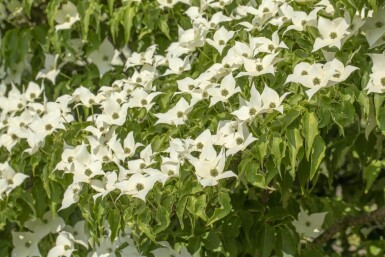 Cornus kousa 'Milky Way' cépée 200-250
