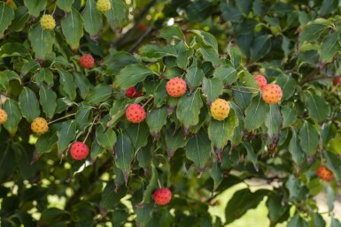 Cornus kousa 'Milky Way' cépée 200-250