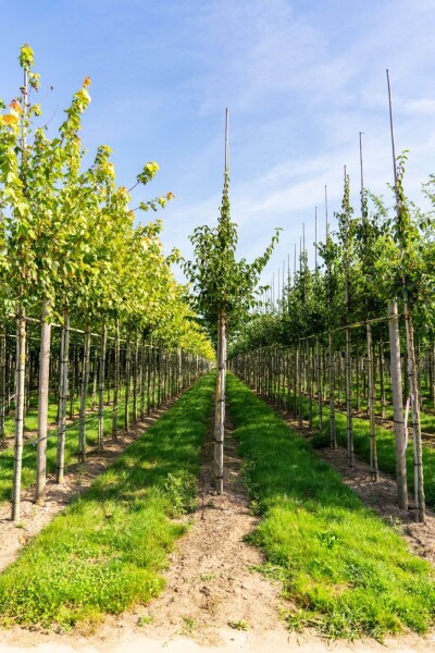 Cornus mas haute-tige 4/6
