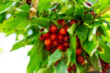 Cornus mas haute-tige