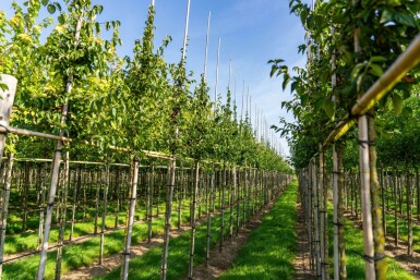 Cornus mas haute-tige 4/6