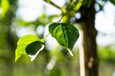 Cornus mas haute-tige 4/6