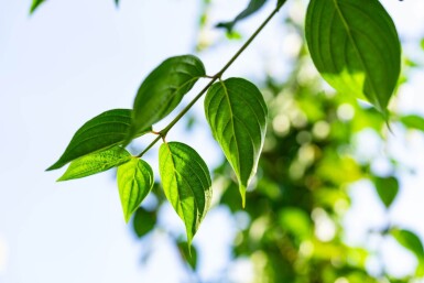 Cornus mas haute-tige 4/6
