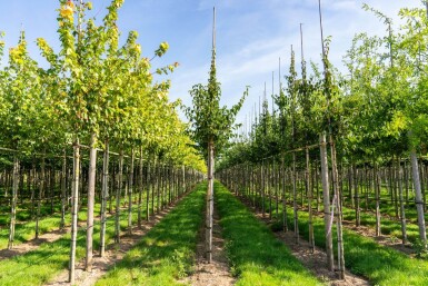 Cornus mas haute-tige 4/6